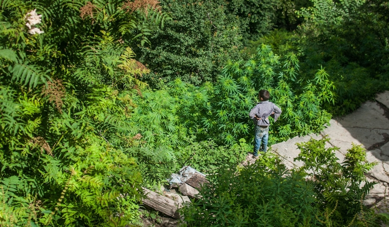 Malana Cream: All You Need To Know About This Hash Cream