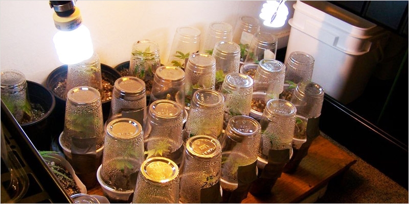 How To Clone Cannabis: 10 Easy Steps