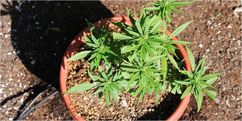 How To Clone Cannabis: 10 Easy Steps