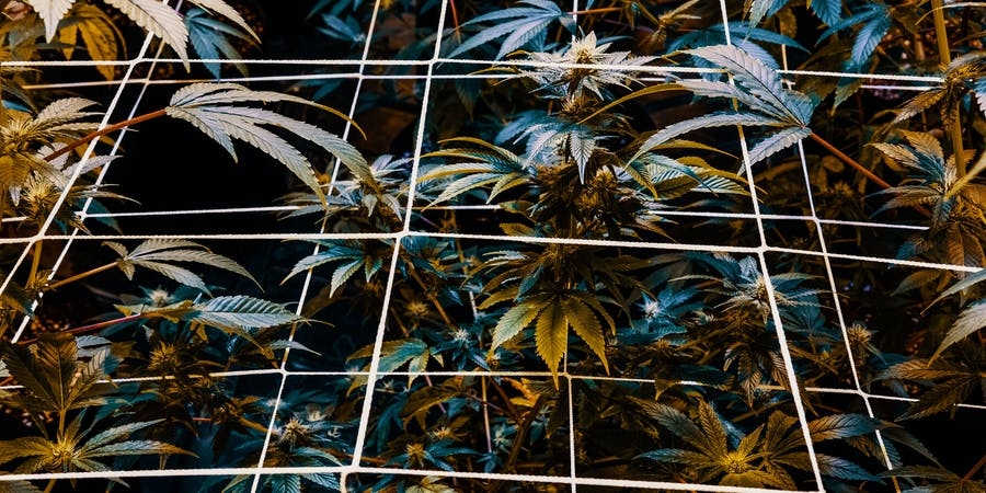 What is SCROG And How To Do It Perfectly In 3 Simple Steps