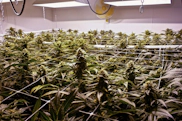 Scrog Training Method What is SCROG And How To Do It Perfectly In 3 Simple Steps | Herb