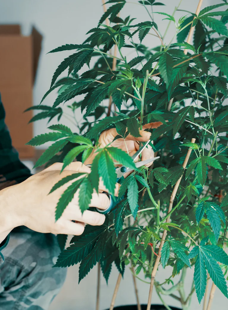 how to clone weed plants the ultimate