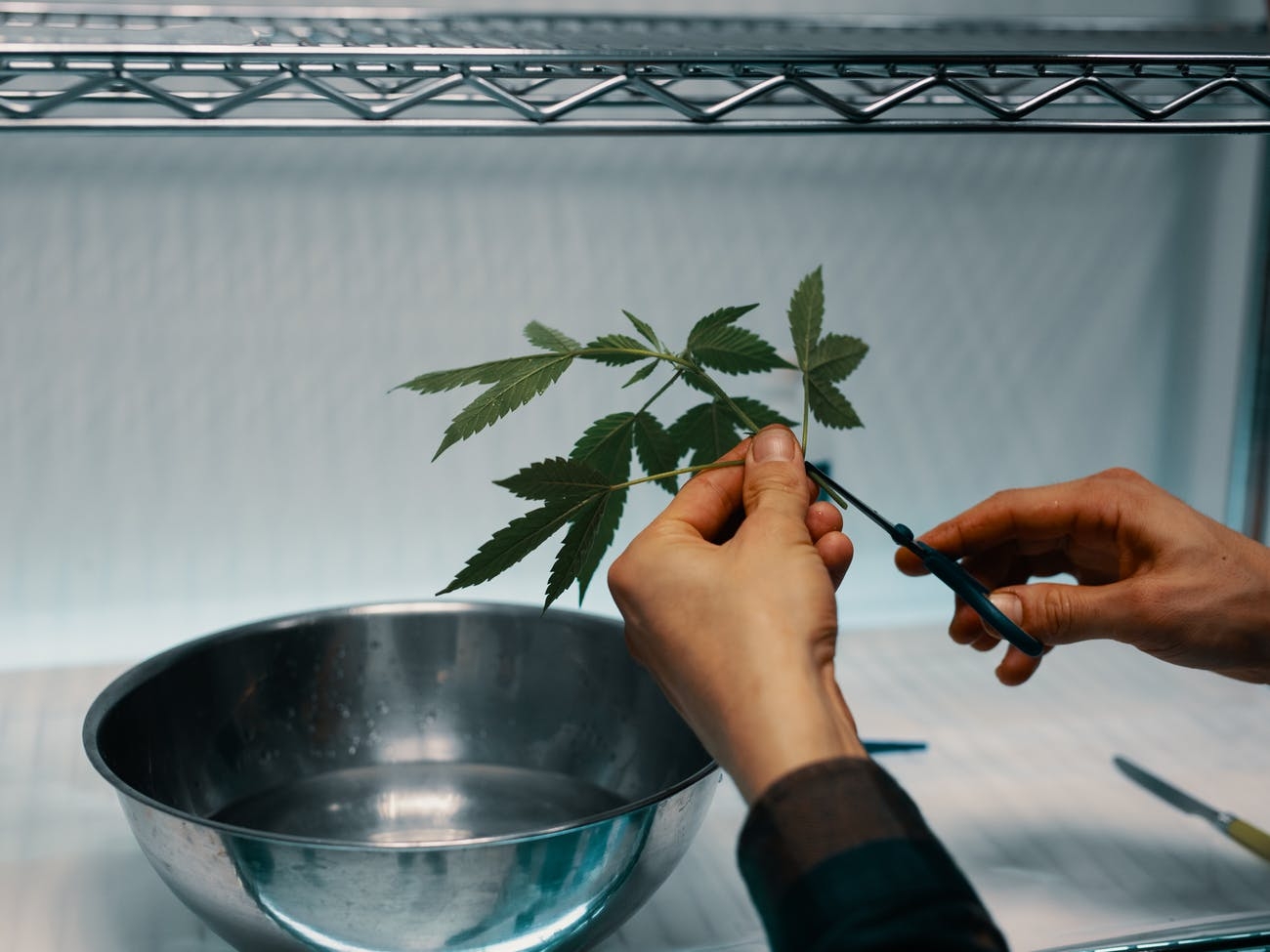 How To Clone Cannabis: 10 Easy Steps