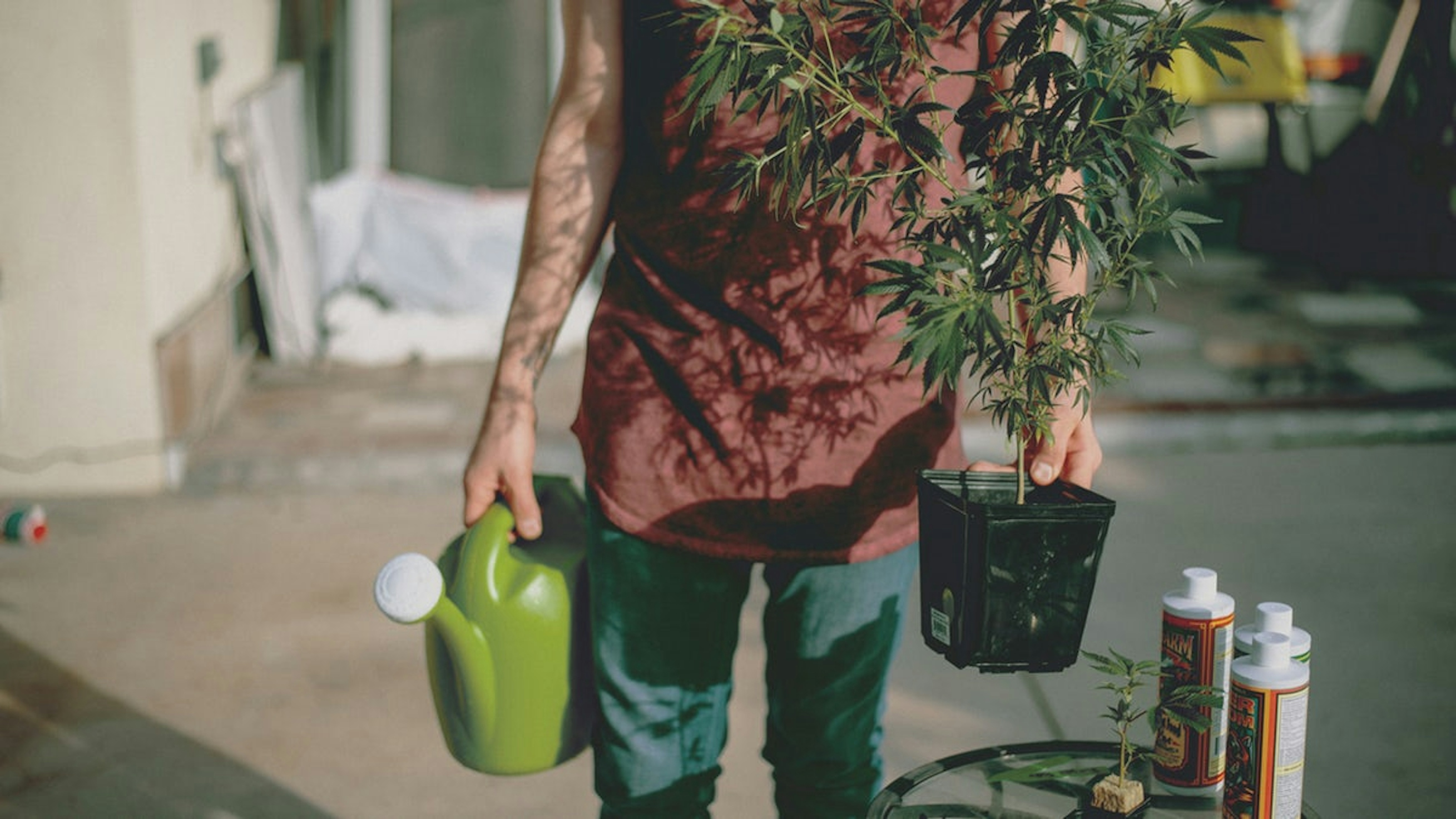 The Top 10 Best Marijuana Fertilizers on the Market Herb