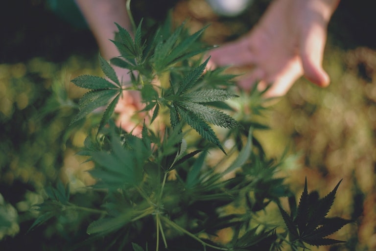 Best Fertilizer For Cannabis