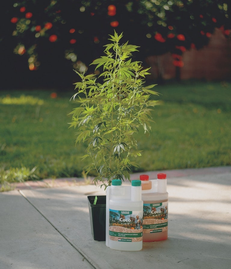 The Top 10 Best Marijuana Fertilizers on the Market Herb