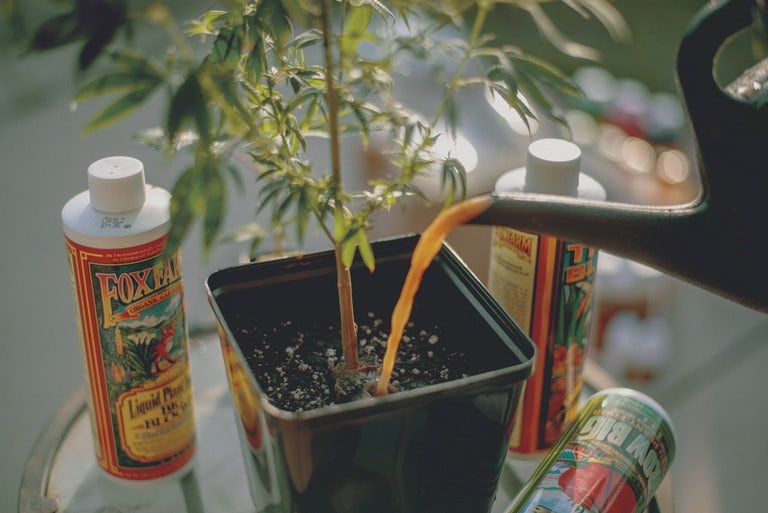 How To Grow Marijuana Outdoors: The Complete Guide