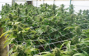 How To Scrog Cannabis Plants: A Beginners Guide