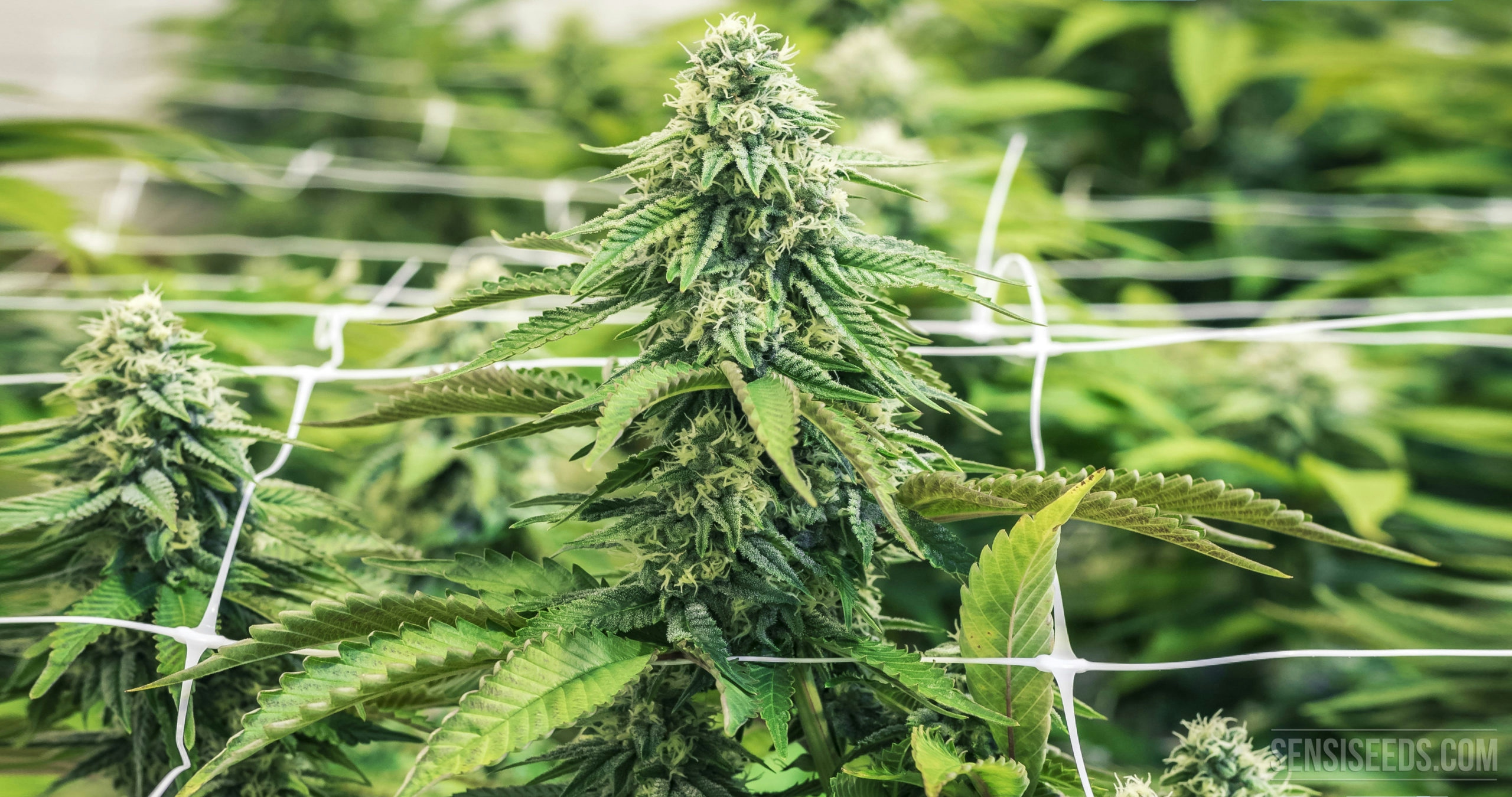 How To Scrog Cannabis Plants: A Beginners Guide