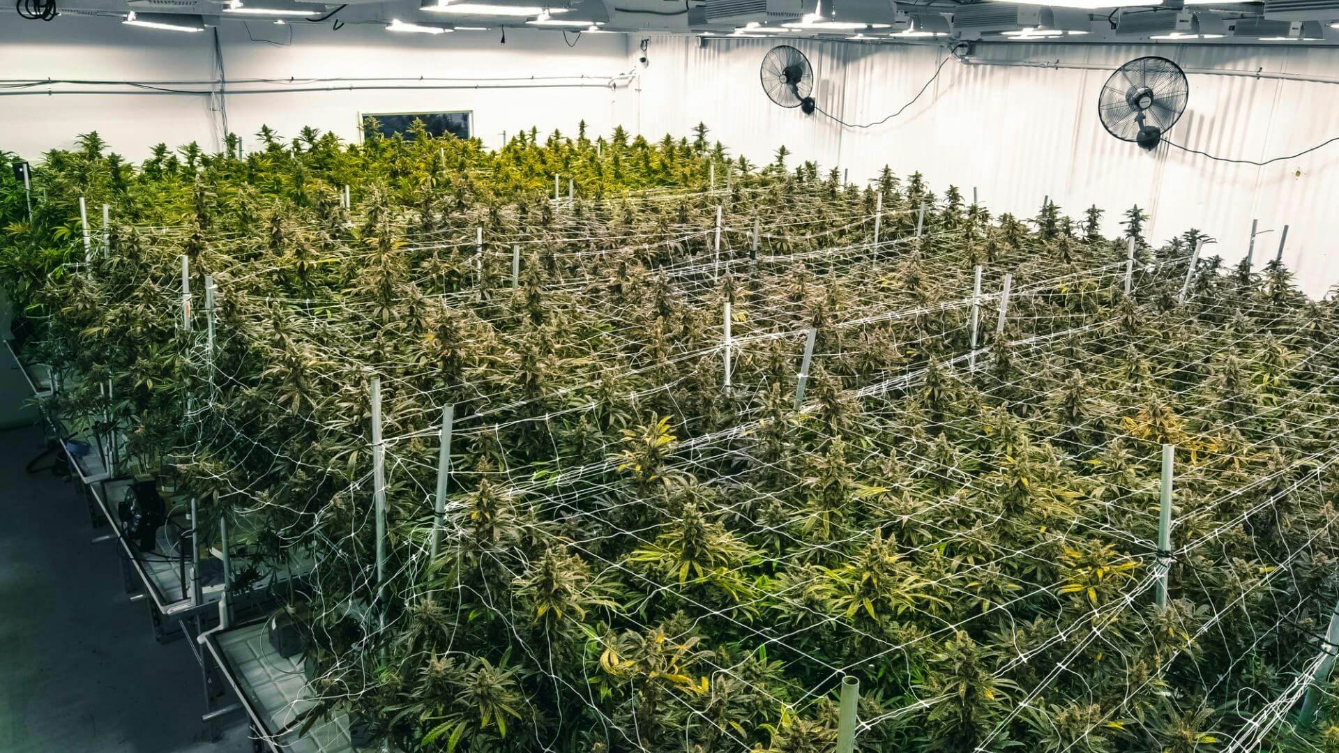 How To Scrog Cannabis Plants: A Beginners Guide