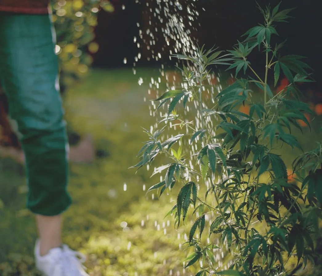 Best Fertilizer For Cannabis