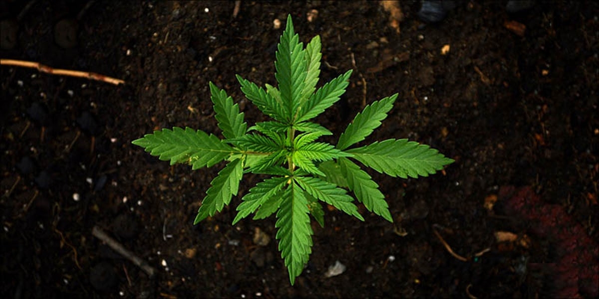 Grow Cannabis Plants Outside