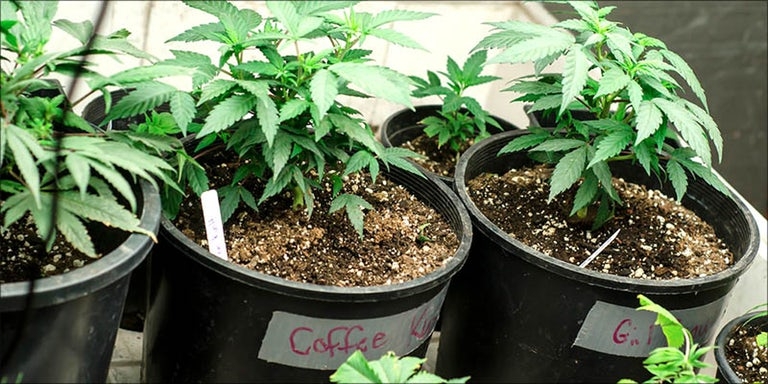 Beneficial effects of seed autoflowering