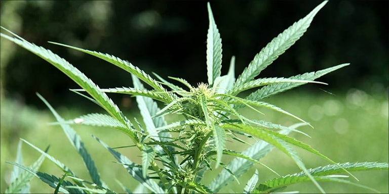 how to grow marijuana find the location