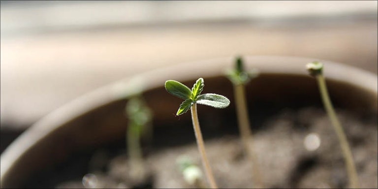 how to grow marijuana germination