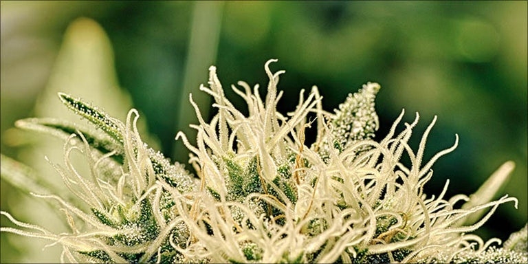 how to grow marijuana harvest