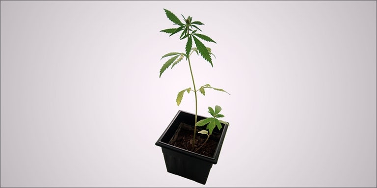 cloning marijuana plant