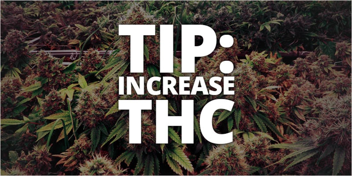 How To Increase THC With This Easy Trick