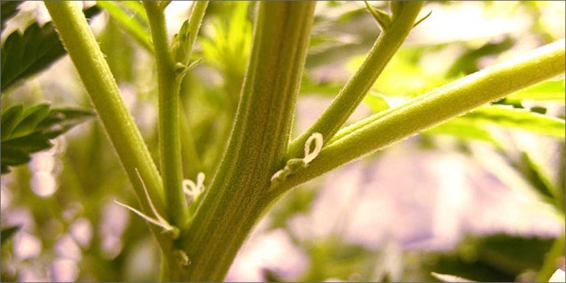 guide to grow cannabis seeds