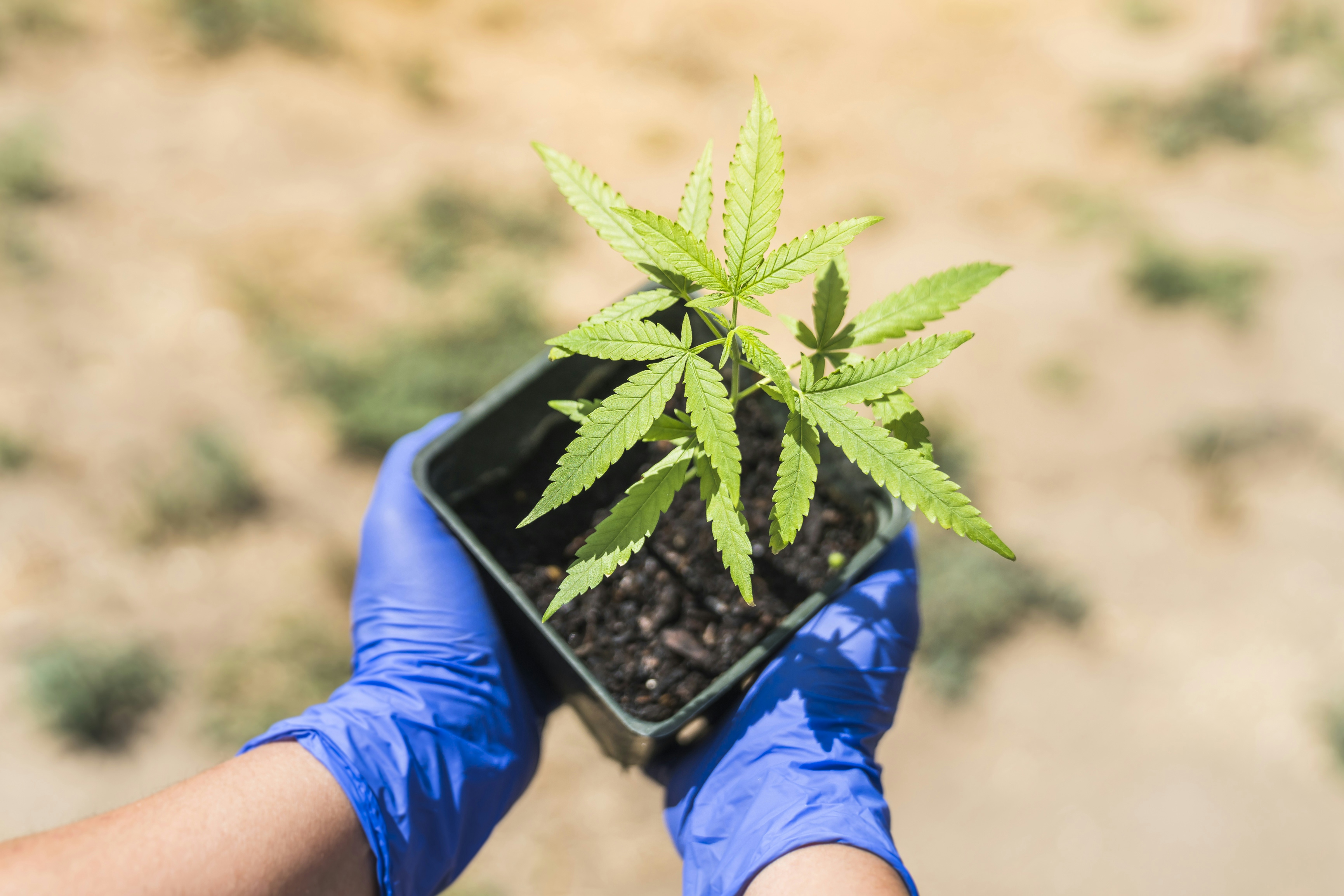 How To Grow Marijuana Outdoors: The Complete Guide