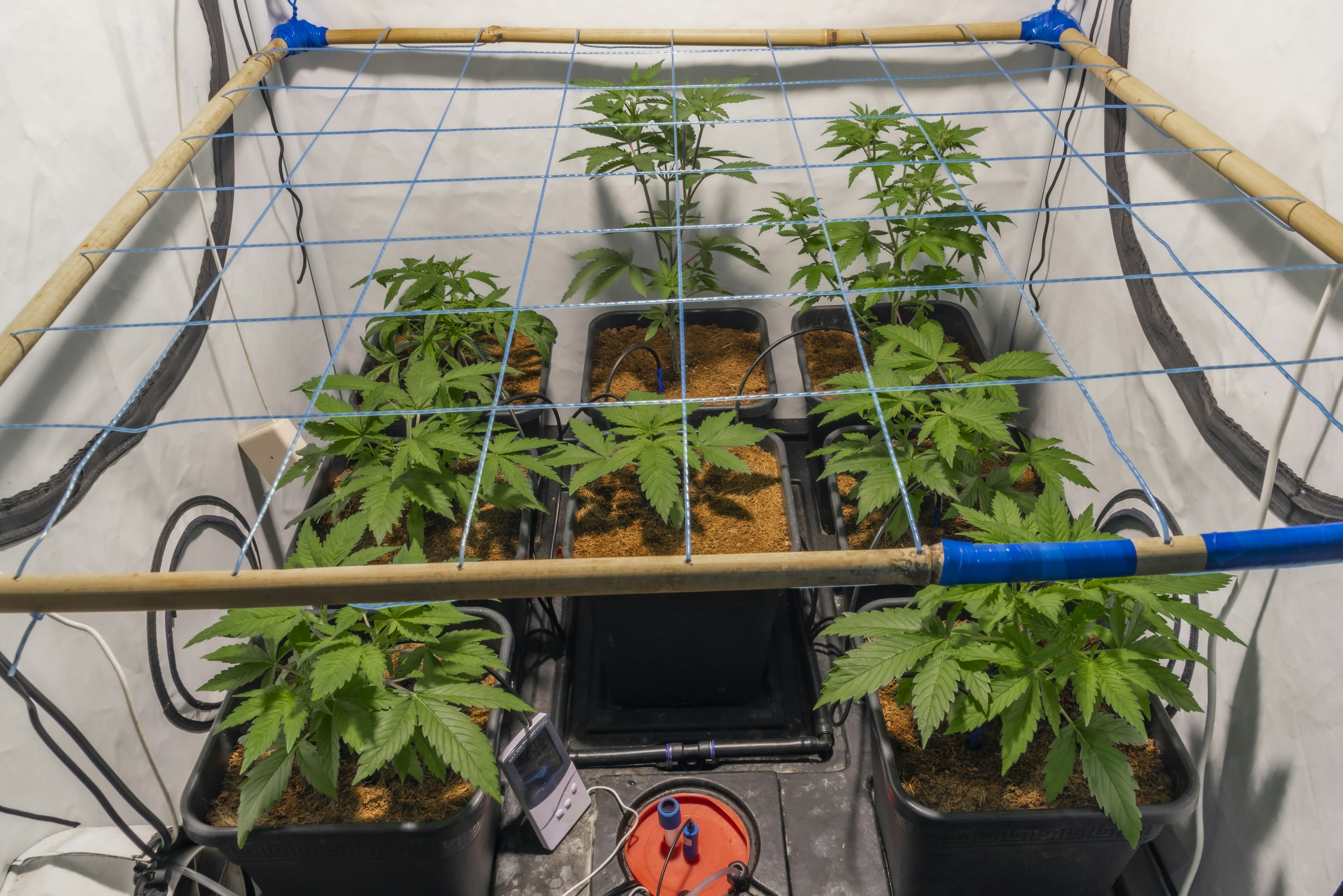 8 Steps To Building The Perfect Indoor Grow Room Herb