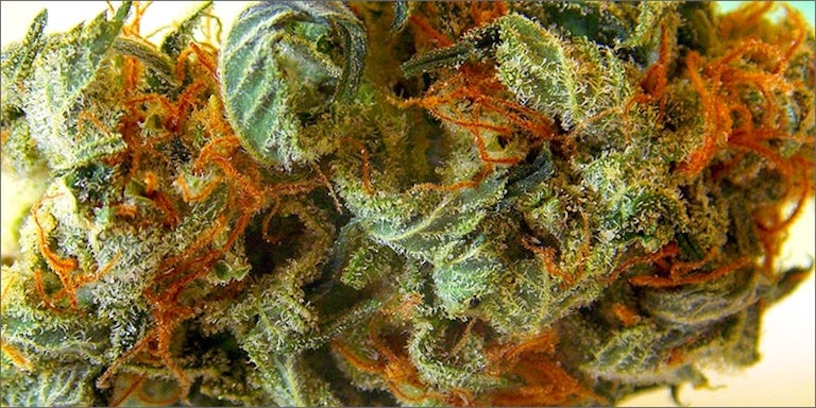 Picking The Right Strain For Your Metabolism