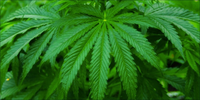 How do you use cannabis fan leaves?