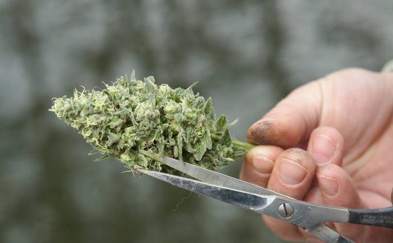 Can’t Get High Anymore? Here’s What Might Be Happening