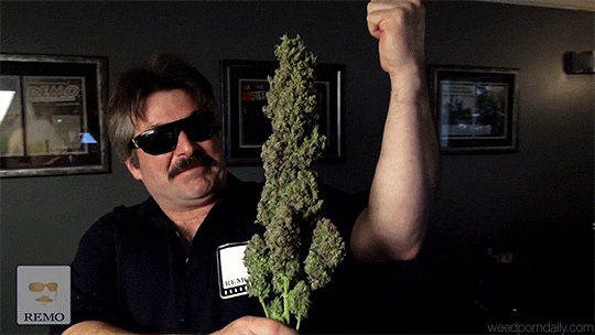 The Biggest Bud Ever Recorded & Other Cannabis World Records