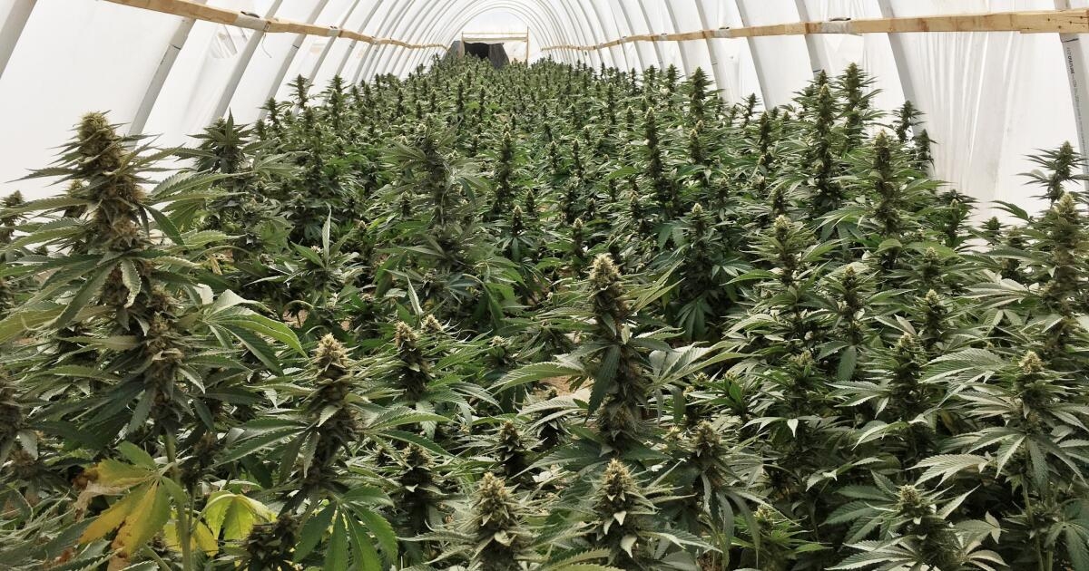 The Biggest Bud Ever Recorded & Other Cannabis World Records