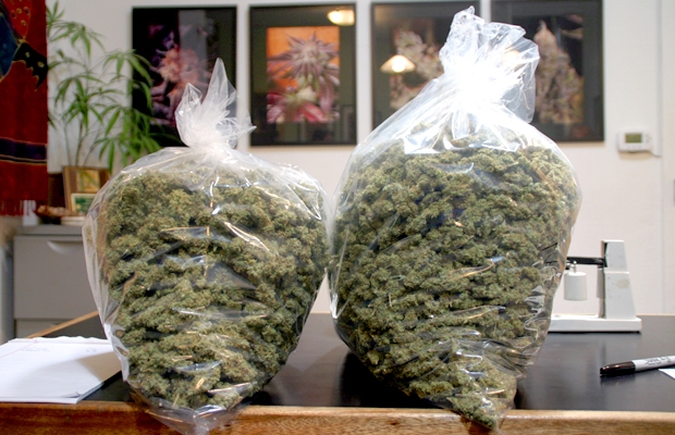 The Biggest Bud Ever Recorded & Other Cannabis World Records
