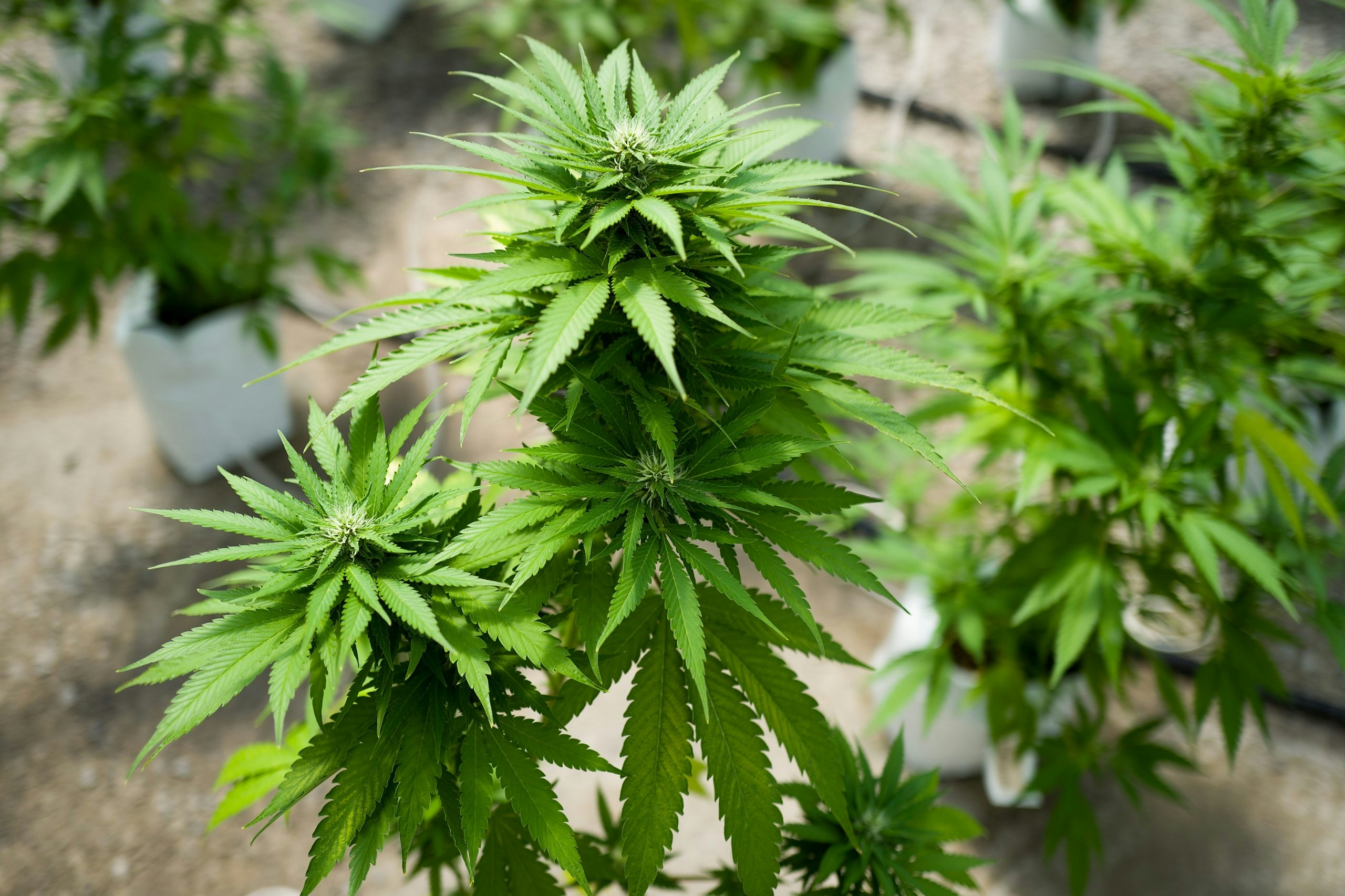 Marijuana Grow Near Albany For State's Legal Medical Marijuana Dispensaries
