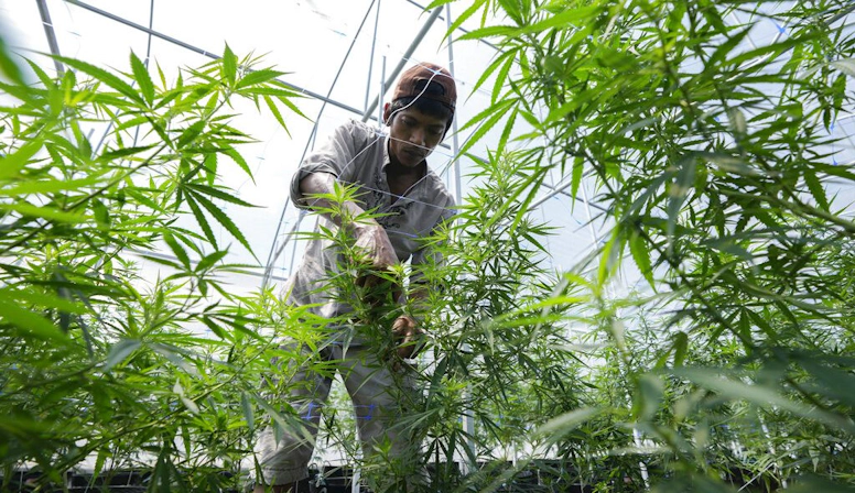 Buy Weed in Lesotho