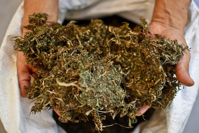 Where Can You Find the Cheapest Weed in the World