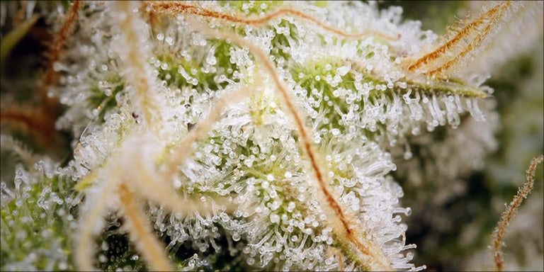 The Differences Between Dry Bud VS Sticky Bud: Sticky cannabis