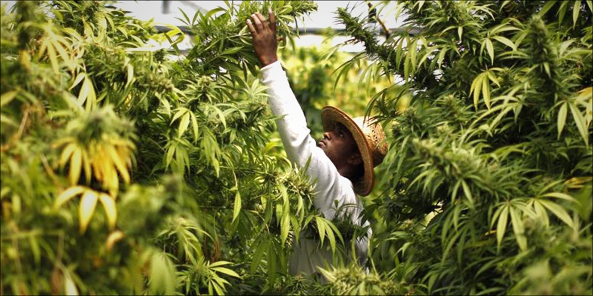 10 Countries That Grow the World’s Best Weed