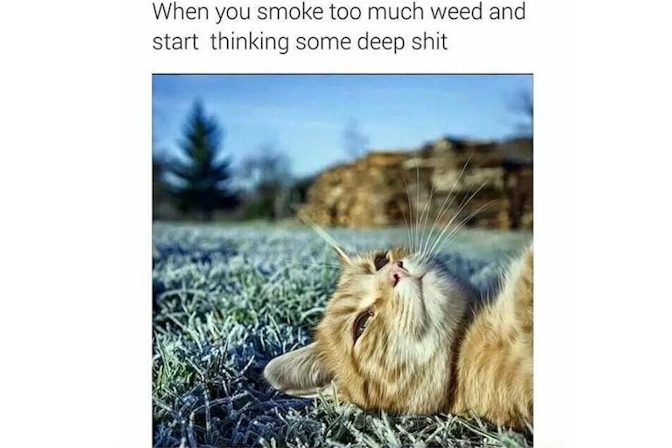 the best weed memes