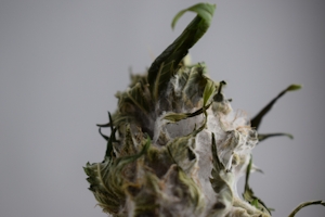 Moldy Weed Dangers: What To Look For