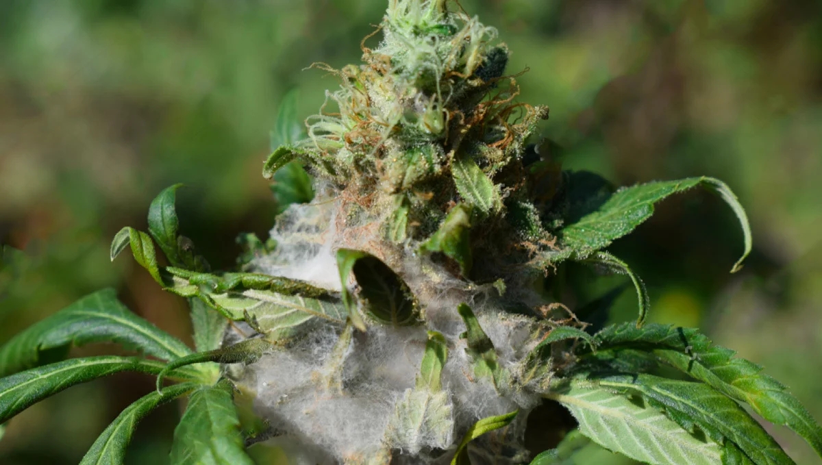 Moldy Weed Dangers: What To Look For