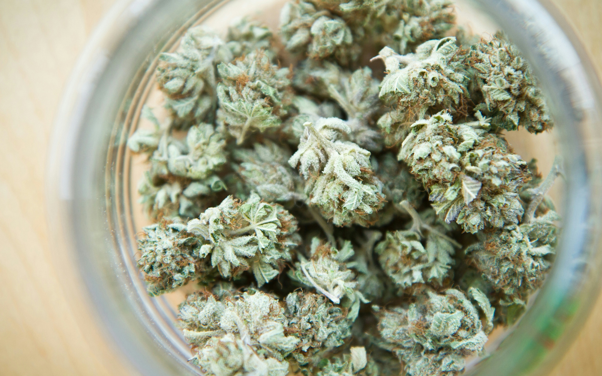 Moldy Weed Dangers: What To Look For