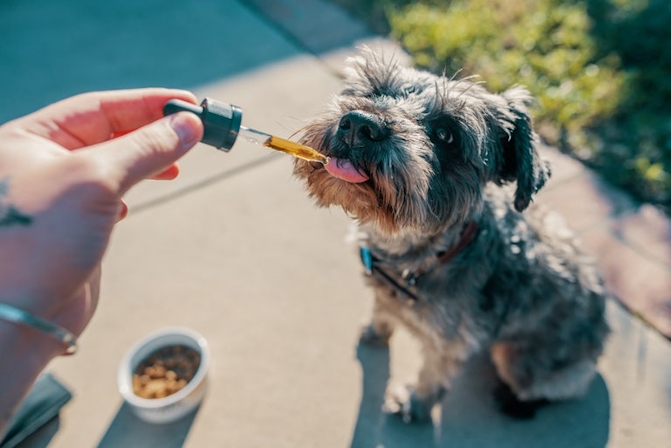 Is Getting Dogs Stoned Safe?