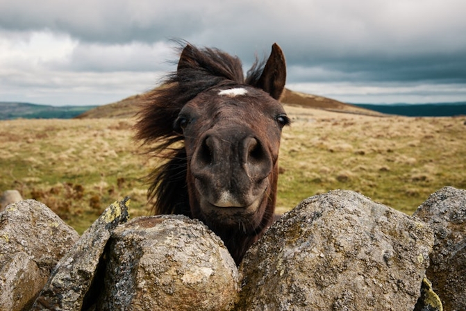 Can Horses Get Stoned?