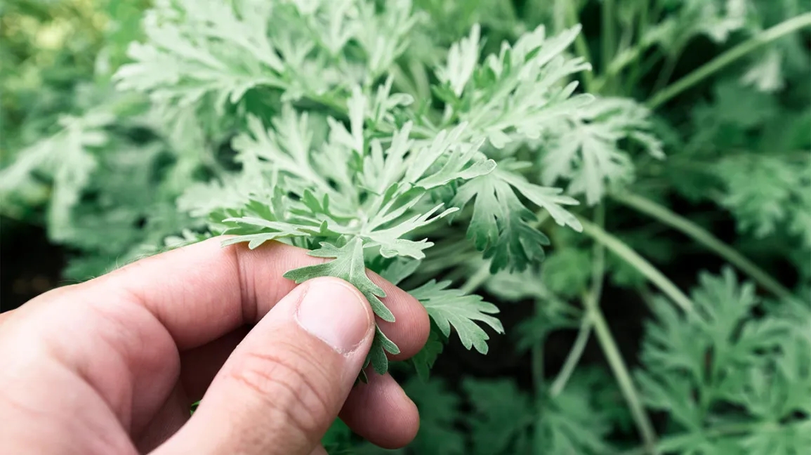 7 Best Herbs To Mix With Weed For A Better Experience