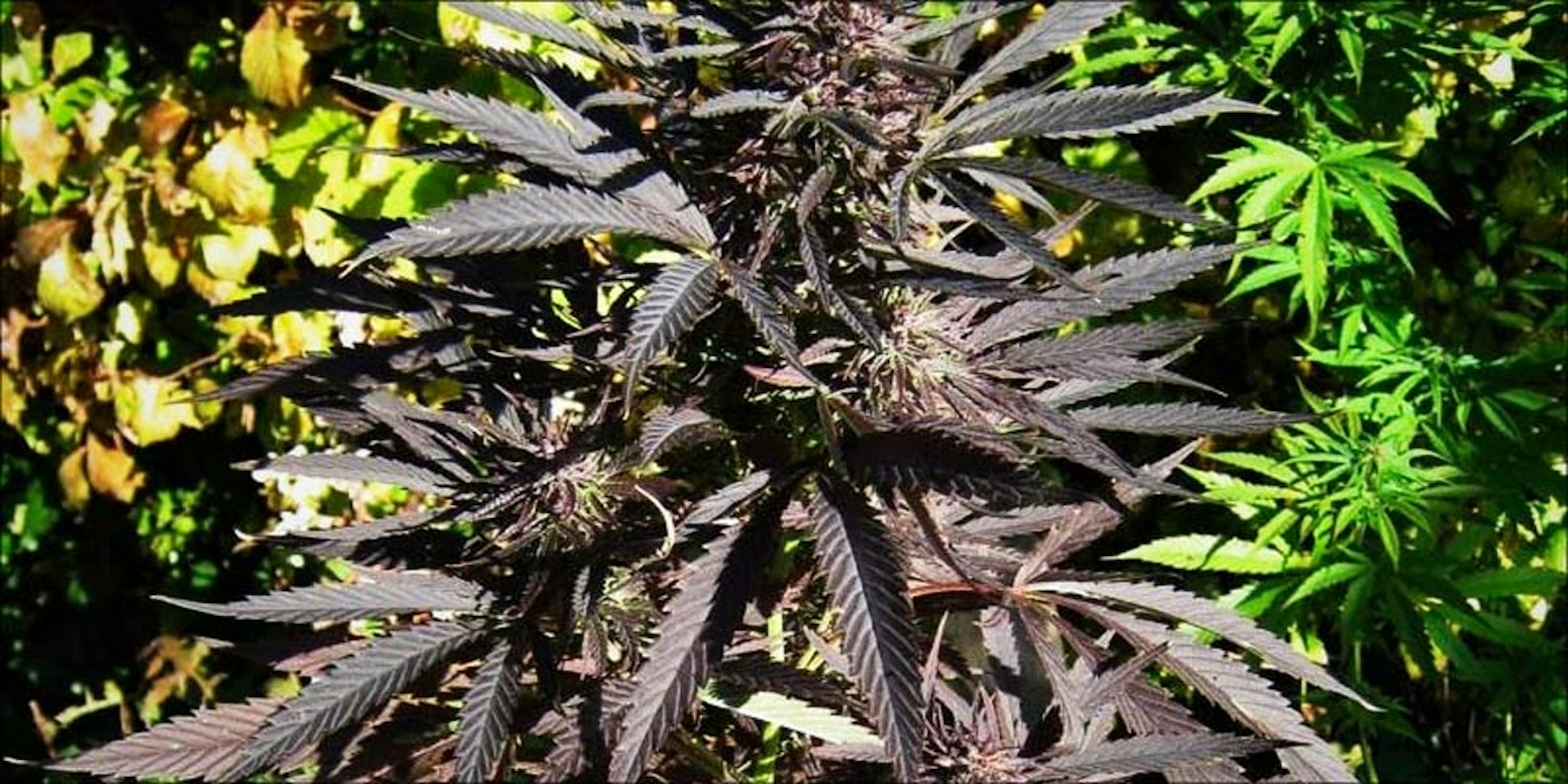 Have You Heard Of Black Cannabis Herb