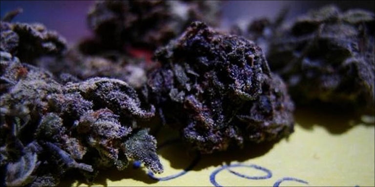 black marijuana leaf
