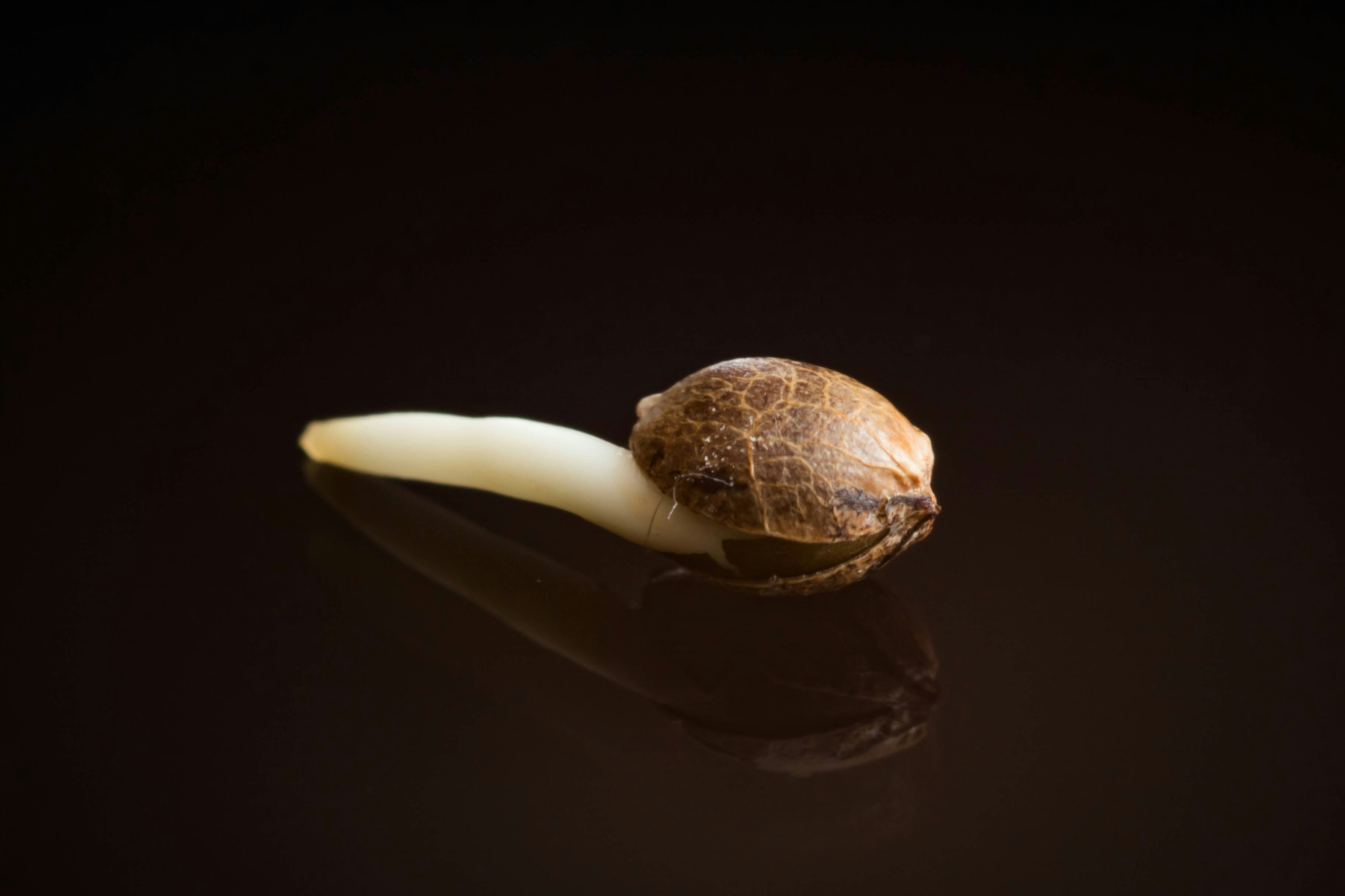 Growing Cannabis Seeds: Here’s Everything You Need To Know