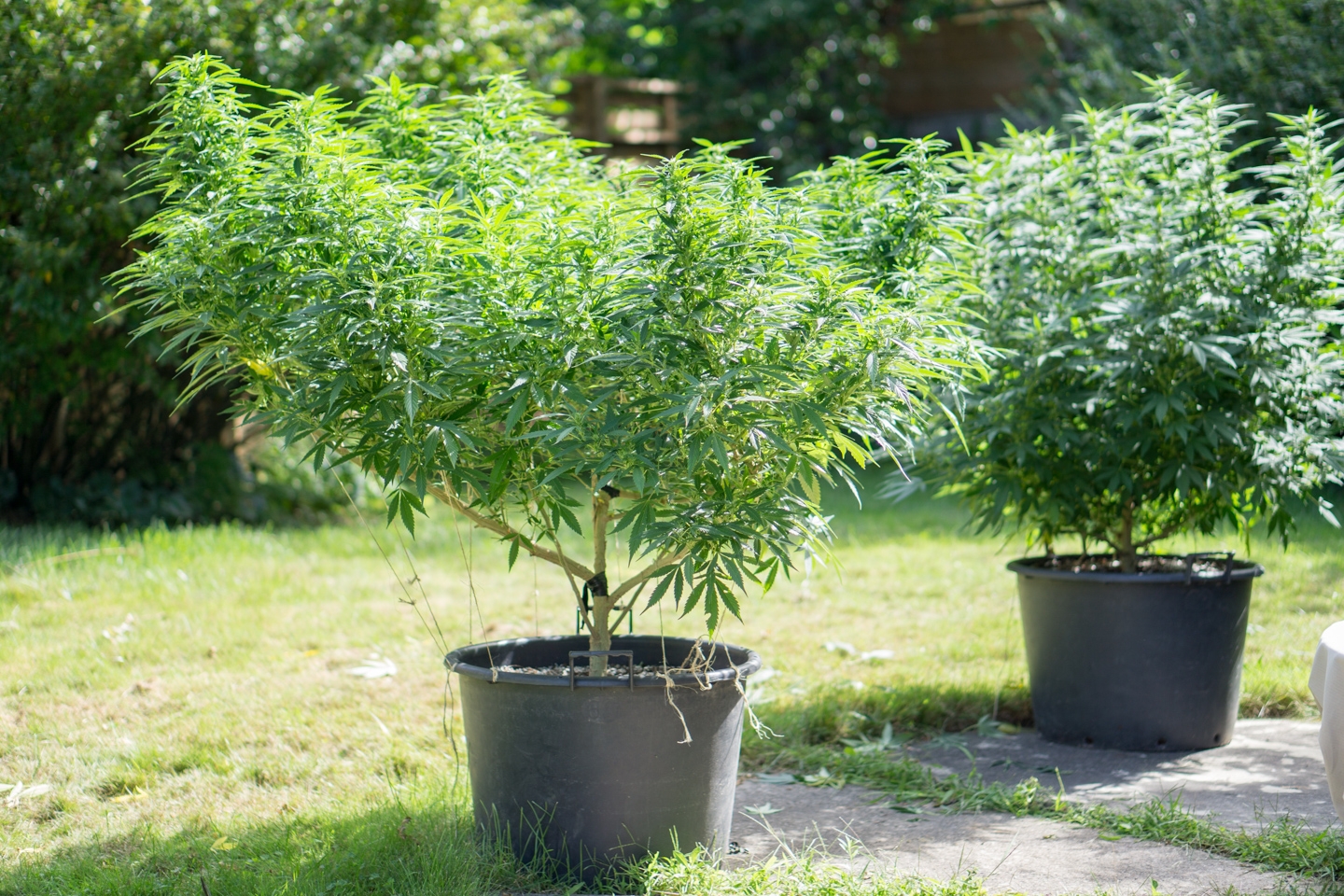 How To Grow A Small Batch Of Cannabis Plants Outside