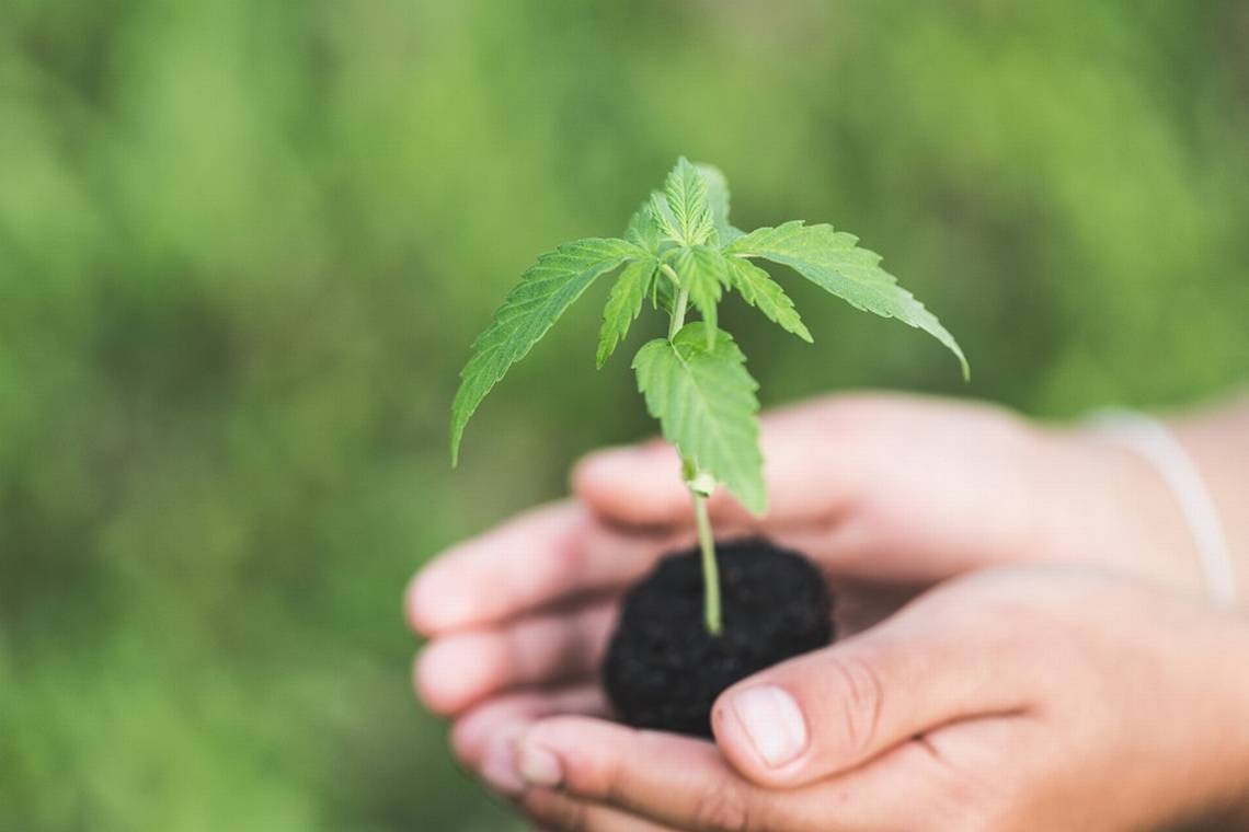 How To Grow A Small Batch Of Cannabis Plants Outside