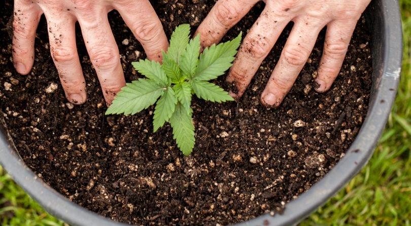 How To Grow A Small Batch Of Cannabis Plants Outside
