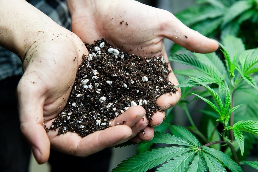 How To Grow A Small Batch Of Cannabis Plants Outside